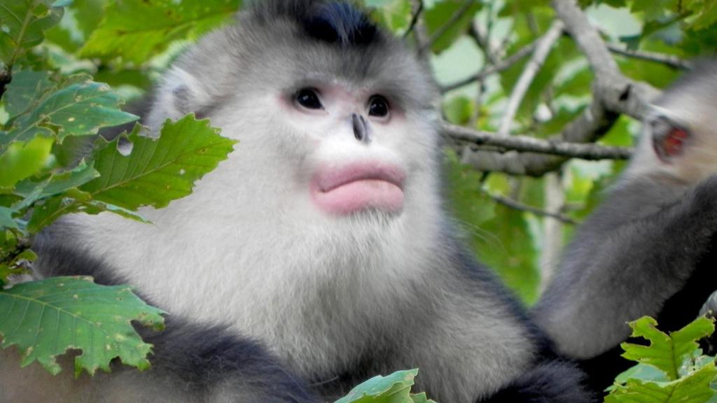 Langur negro de nariz chata (Rhinopithecus bieti)