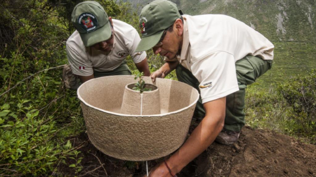 Dos personas colocando un árbol joven en Cocoon.