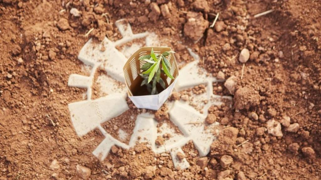 Una planta joven dentro de Cocoon.