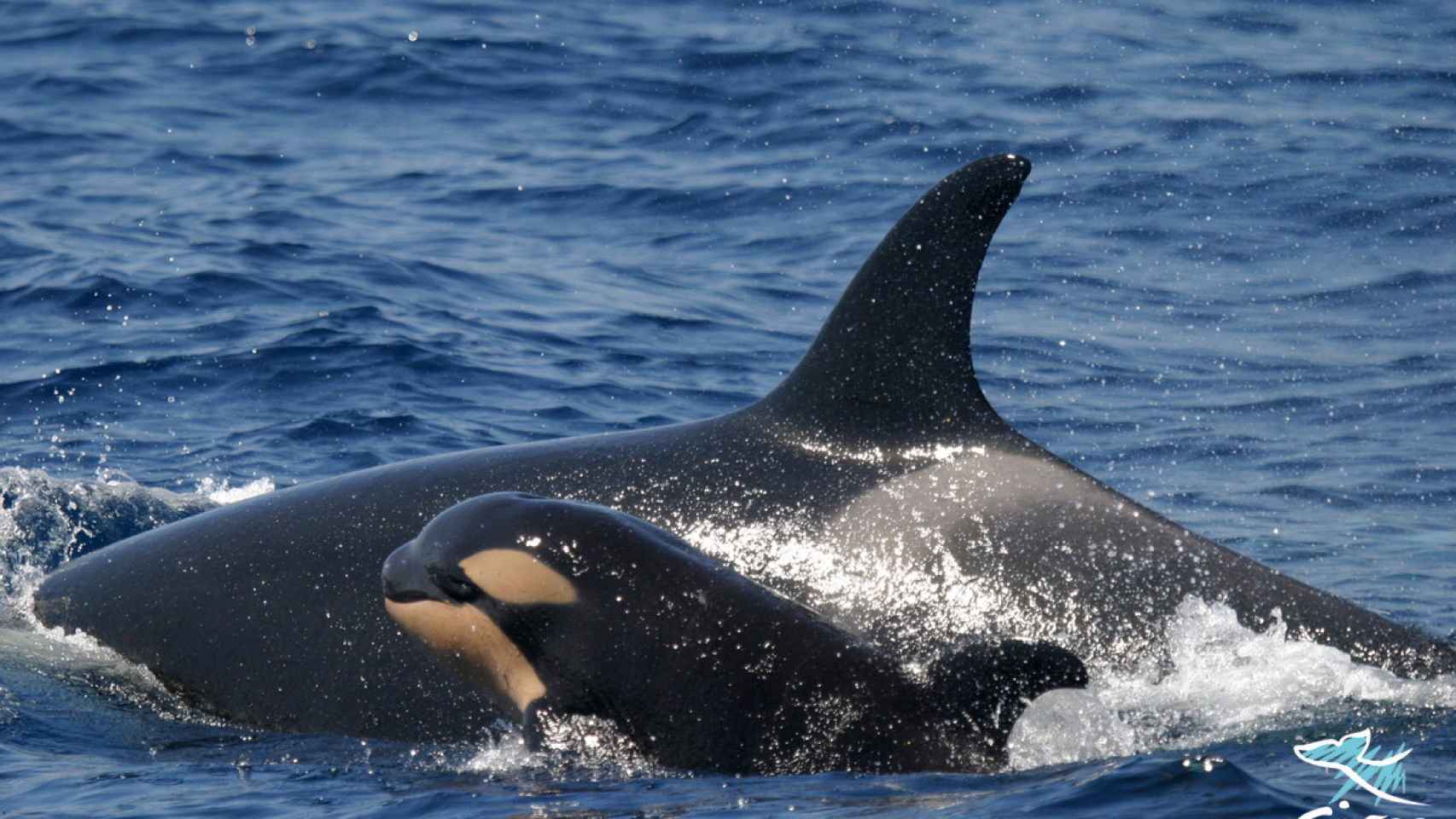 Una madre y una cría de orca avistadas en el Estrecho.