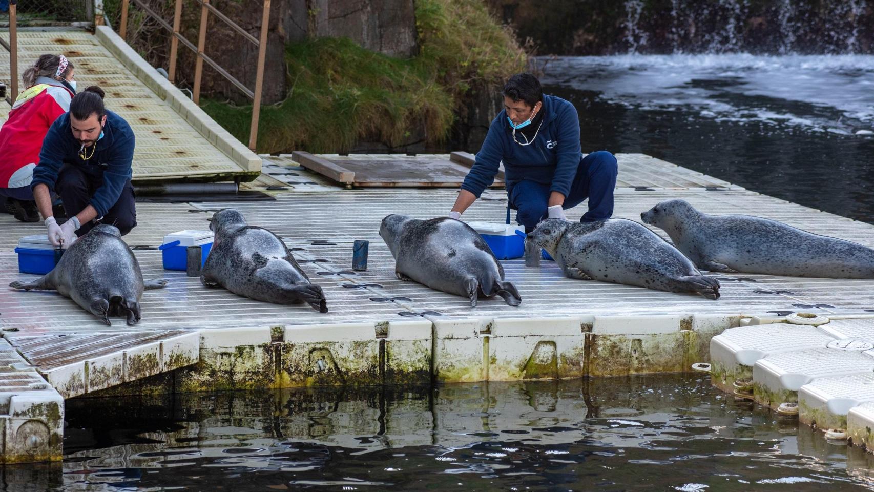 El sanatorio de las focas del Aquarium.