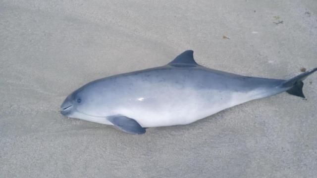 La cría de marsopa localizada este sábado en la playa del Orzán.