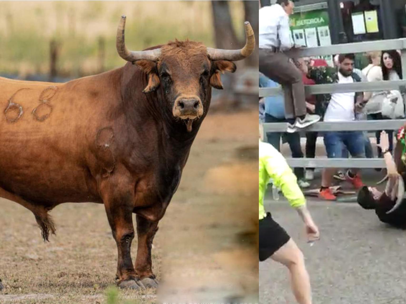 El toro Dolorido de 560 kilos cornea a un hombre en Medina del Campo