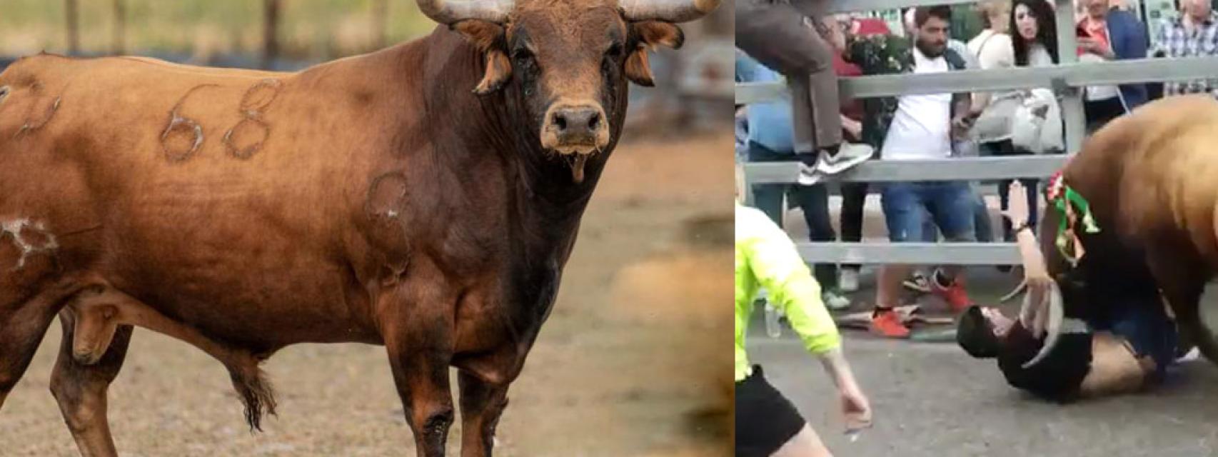 El toro Dolorido de 560 kilos cornea a un hombre en Medina del Campo