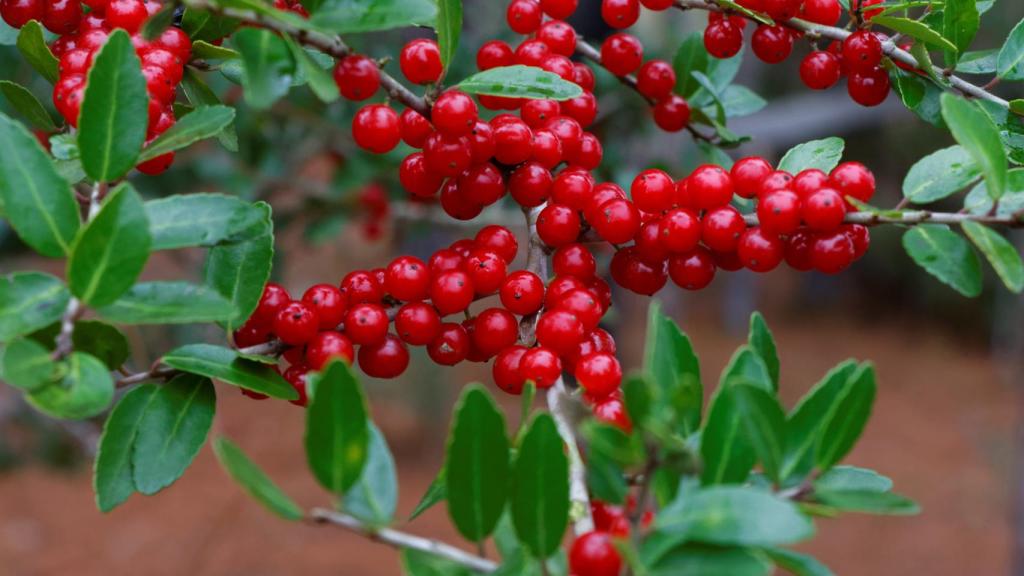 Las bayas del lentisco son unas pequeñas bolas de color rojo.