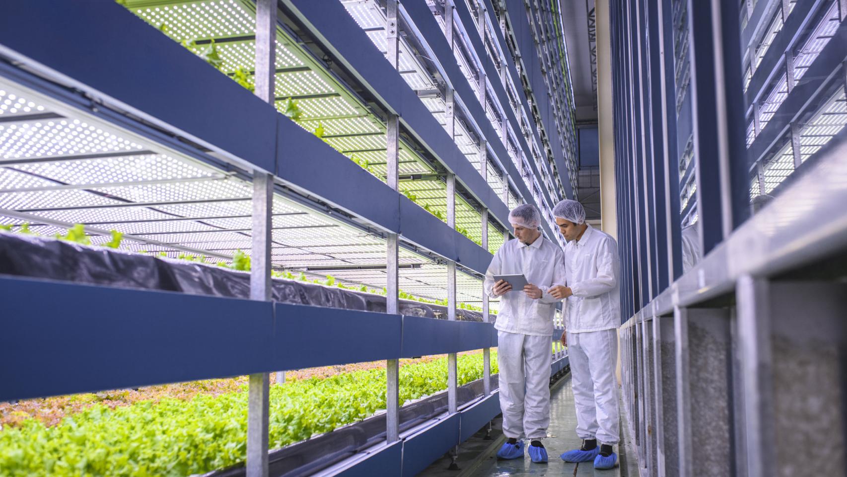 Especialistas agrotecnológicos examinando cultivos de interior.