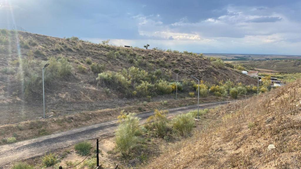 Imagen de las plantas de tomillo de la finca bargueña que será esparcido por las calles toledanas. Imagen cedida por Jesús Ros