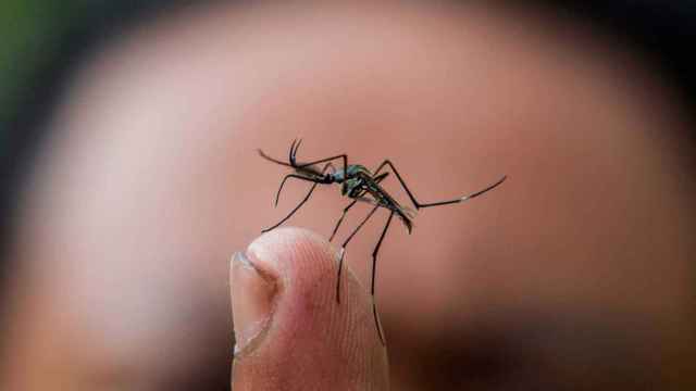 Un mosquito en el dedo de una persona.