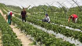 Invernaderos para producción de fresas en Solosancho