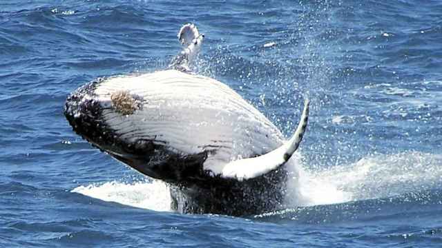 Imagen de una ballena de la Antártida.