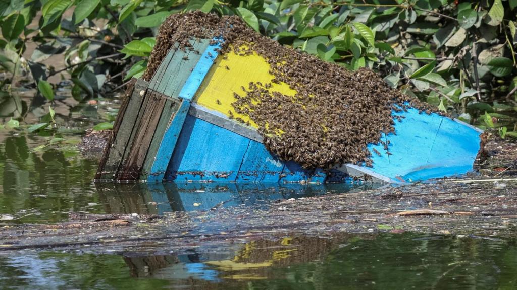 Una colmena con abejas en el agua en un área inundada tras el derrumbe de Nova Kakhovka, en el pueblo de Sadove.