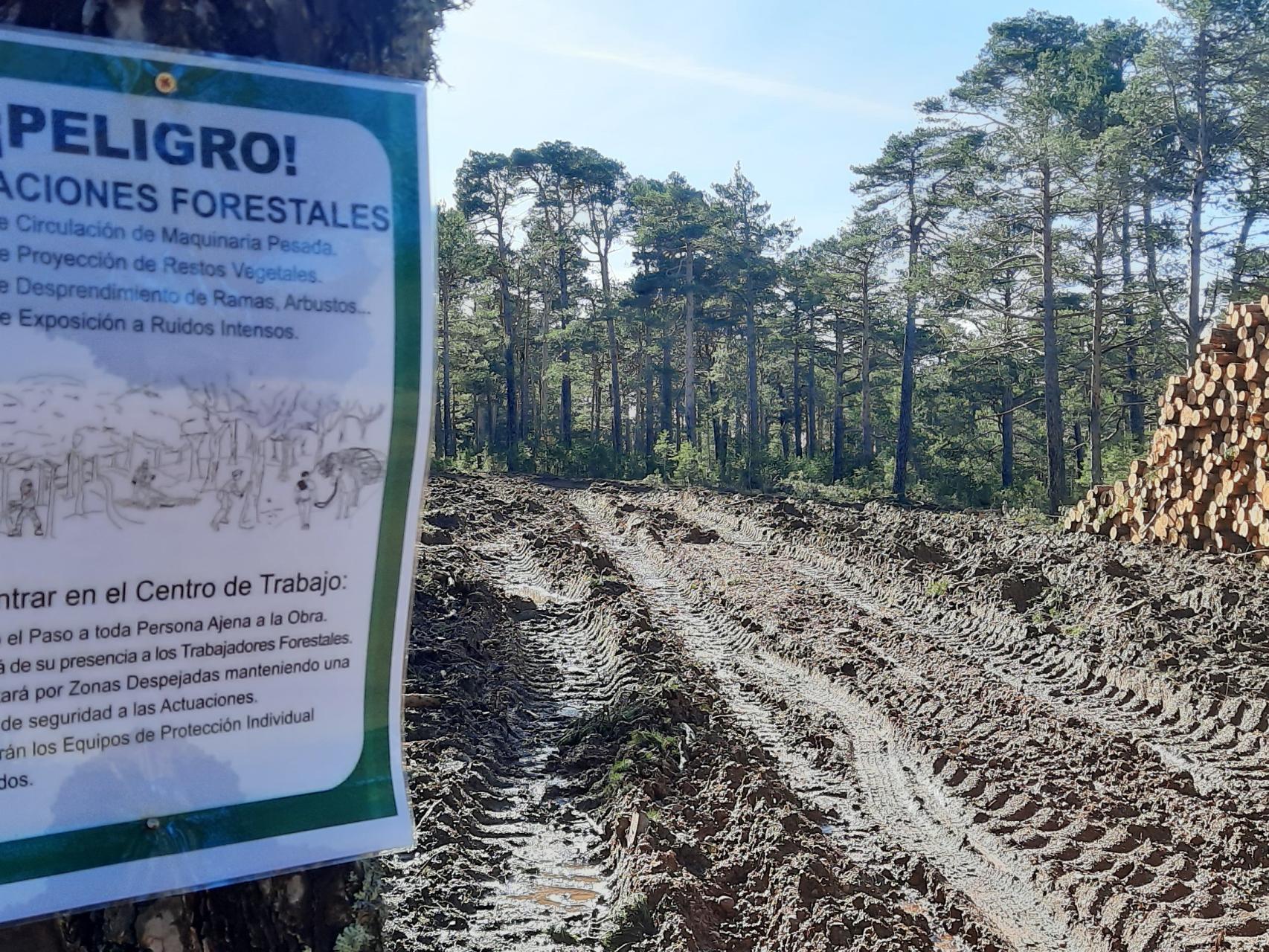 Los montes universales piden socorro: talas masivas ponen en jaque los  ecosistemas de la Red Natura 2000 en Aragón