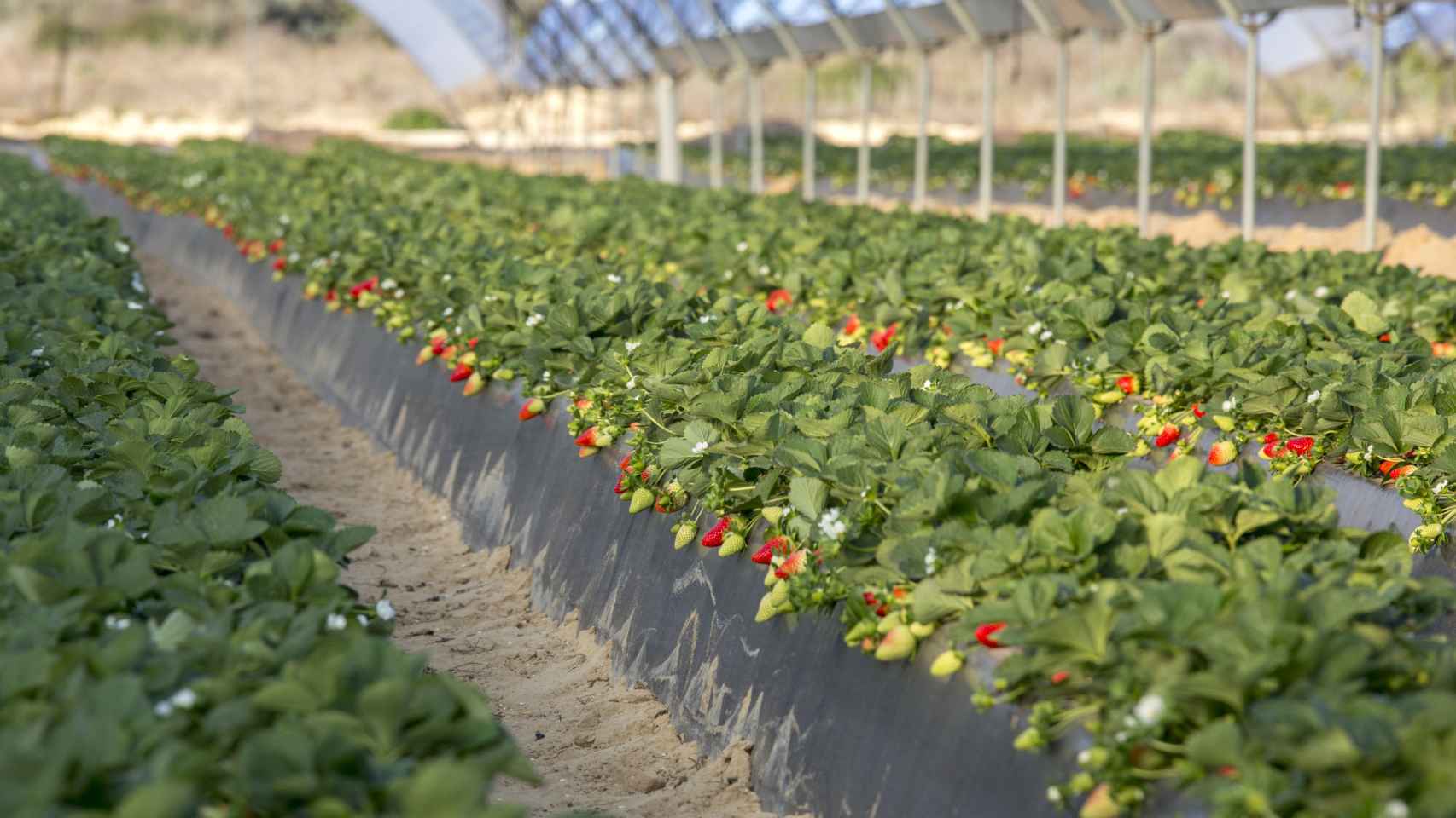 Un cultivo de fresas de regadío.