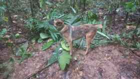 Wilson, el perro que buscaba a los menores desaparecidos en Guaviare.
