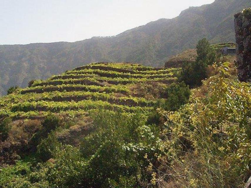 Viñedo en pendiente en El Hierro