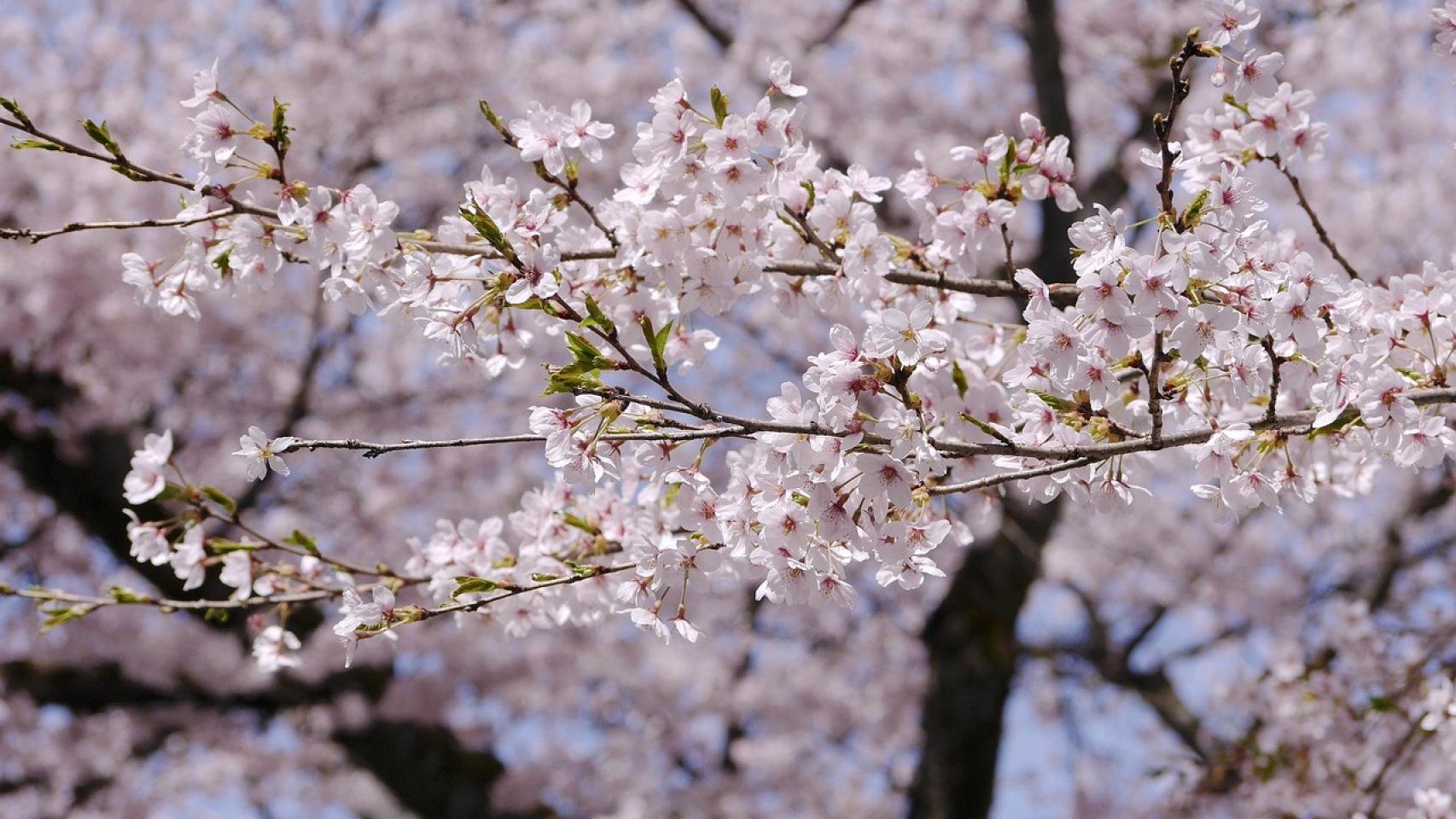 Cerezo en plena floración en Japón.