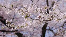 Cerezo en plena floración en Japón.