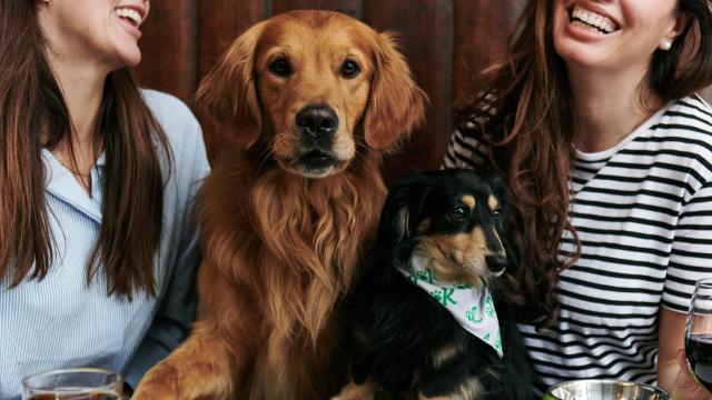 Si planeas irte de vacaciones con tu perro, debes conocer esta guía de viajes