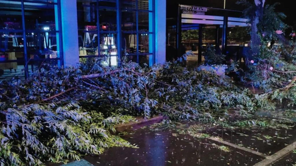 Árboles caídos en la plaza de Cuba en Toledo tras la tormenta en la madrugada de este martes