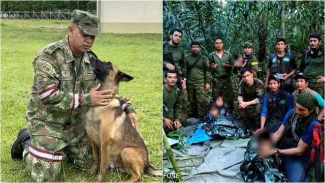Wilson, el perro que ayudó a rescatar a los cuatro hermanos perdidos en la selva colombiana.