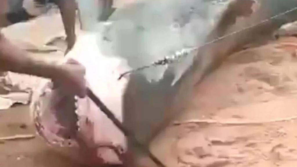El momento en el que vacían el interior del tiburón asesino de Egipto