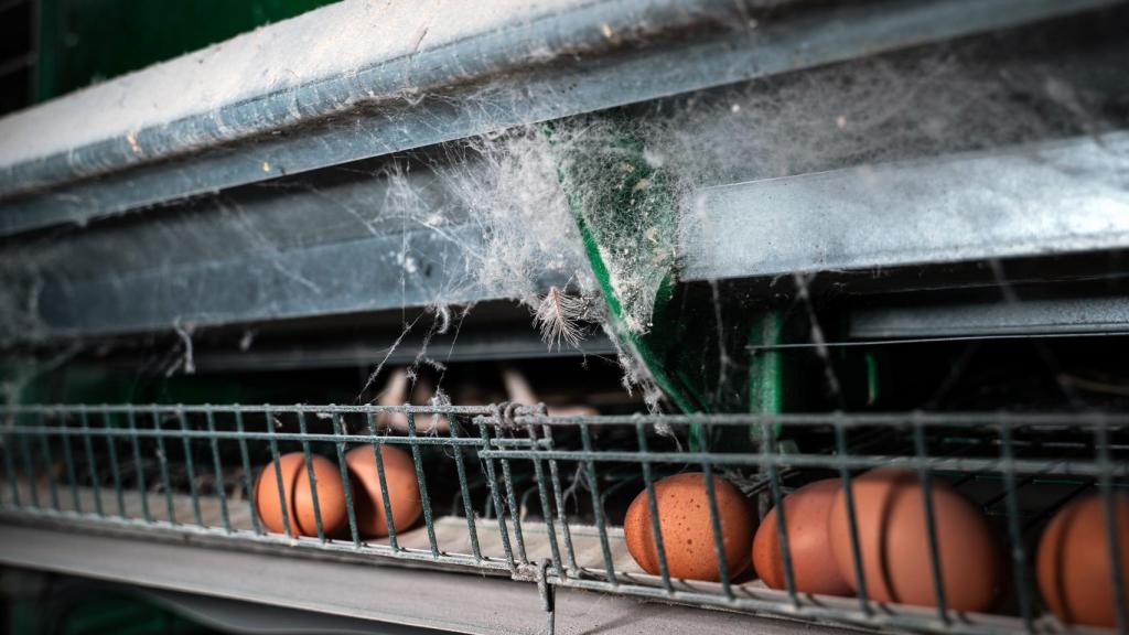 La zona de recogida de huevos.