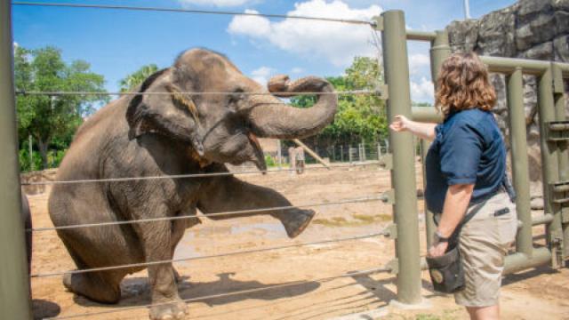 La supervisora de elefantes, Kristin Windle, en la clase de yoga con la elefanta Tess.