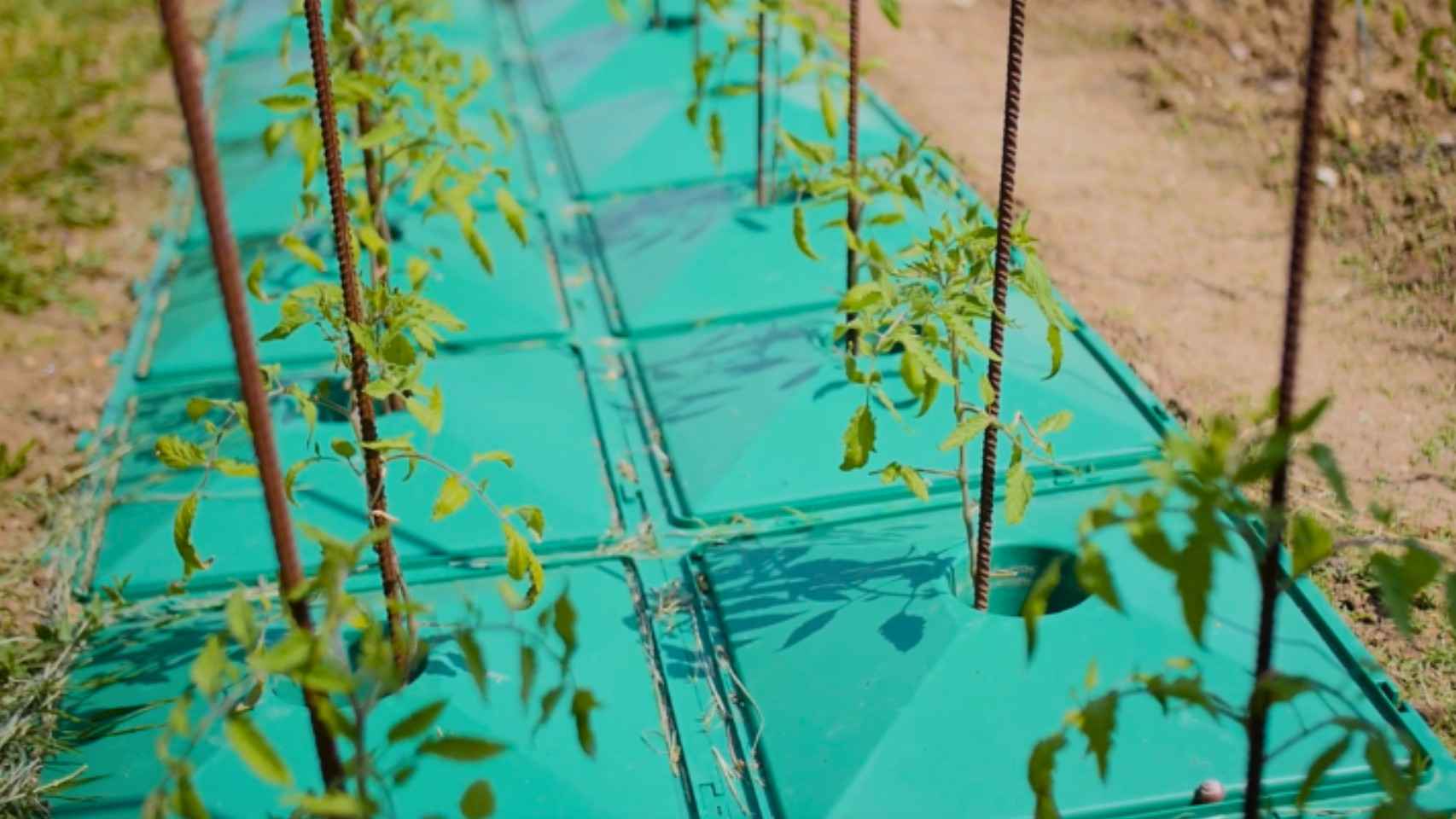 Ecolo5, el invento que duplica la producción de tomate y ahorra agua.