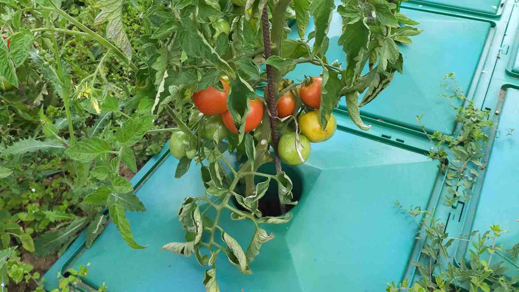 Ecolo5 y unos tomates.