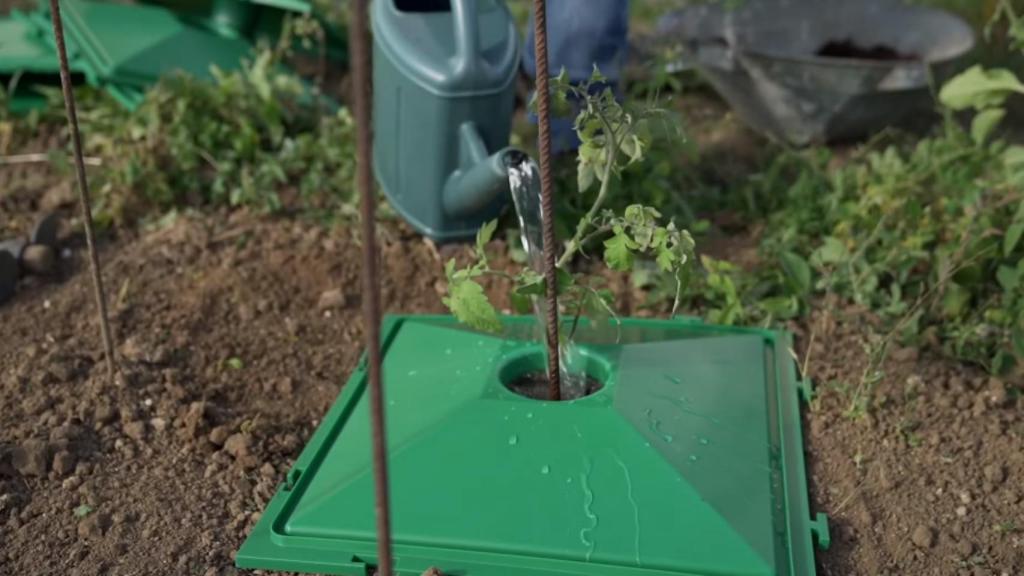 Una persona añadiendo agua a una planta de tomate que usa el invento.