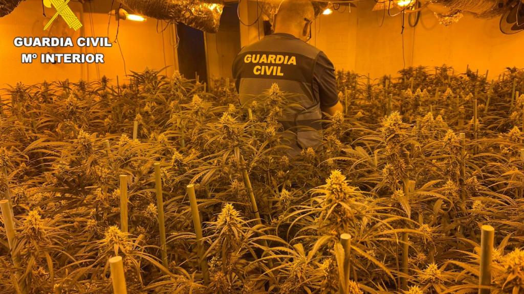 Plantación 'indoor' de marihuana desmantelada en Sancti Spiritus
