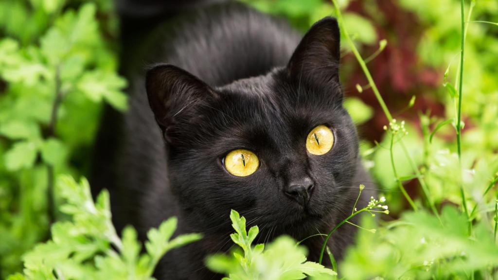 Imagen de archivo de un gato en un parque.