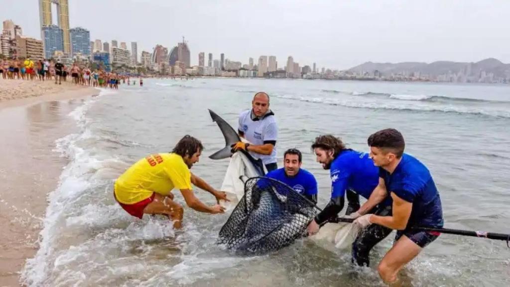 Rescate de una tintorera en la playa de Poniente de Benidorm, en el verano del año pasado.