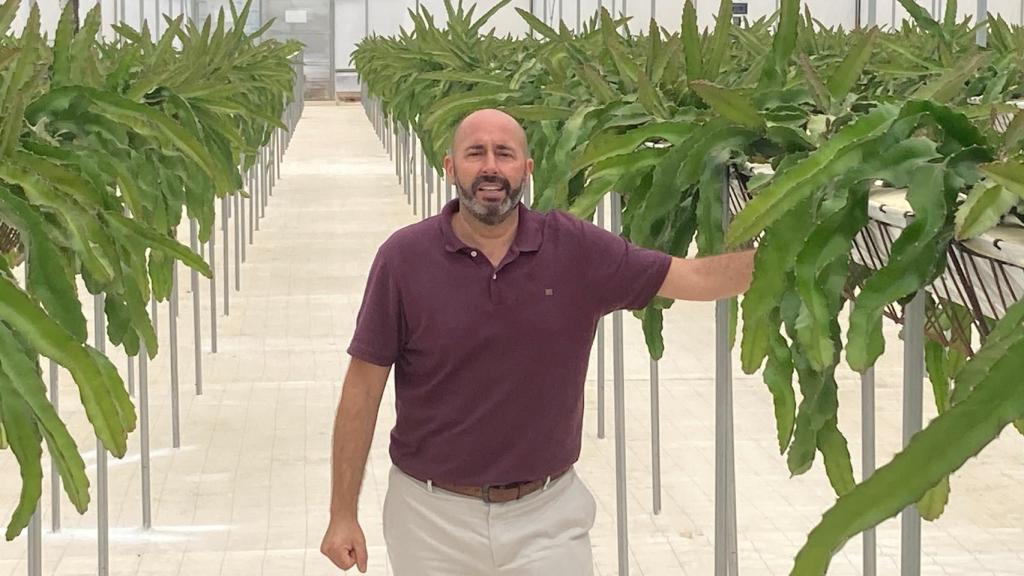 Antonio Oliva, director del departamento de I+D de NGS, en un cultivo de pitaya