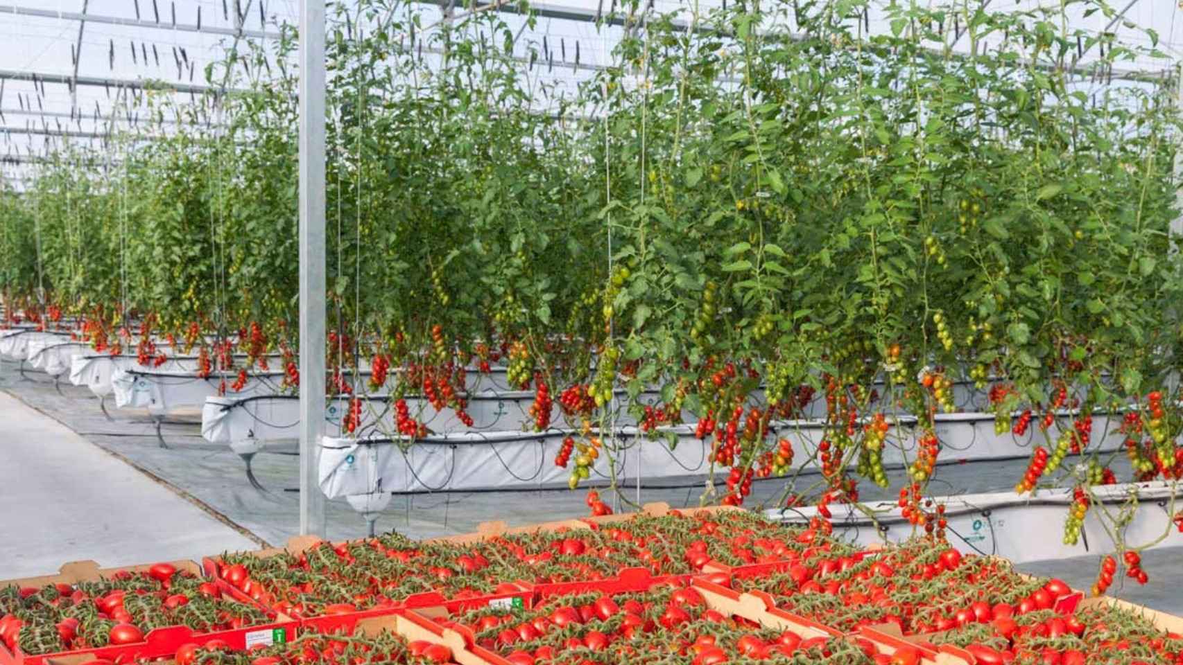 Un cultivo de tomate con el sistema NGS