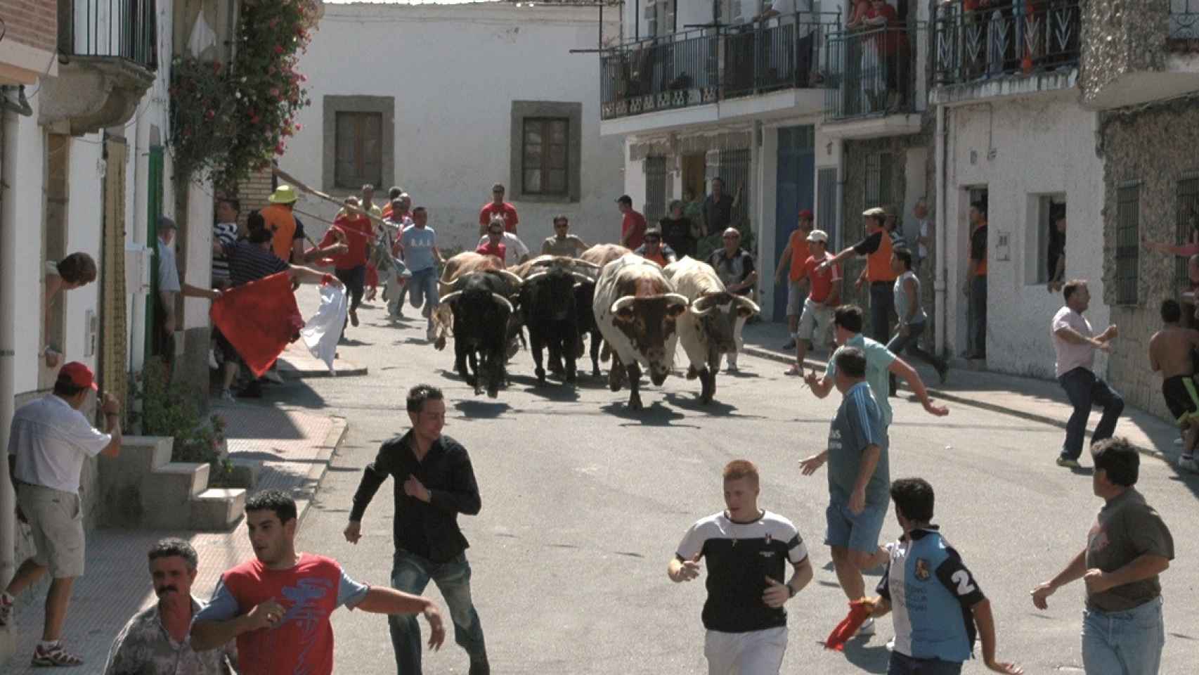 Encierro tradicional por las calles de Villarino de los Aires, es San Roque