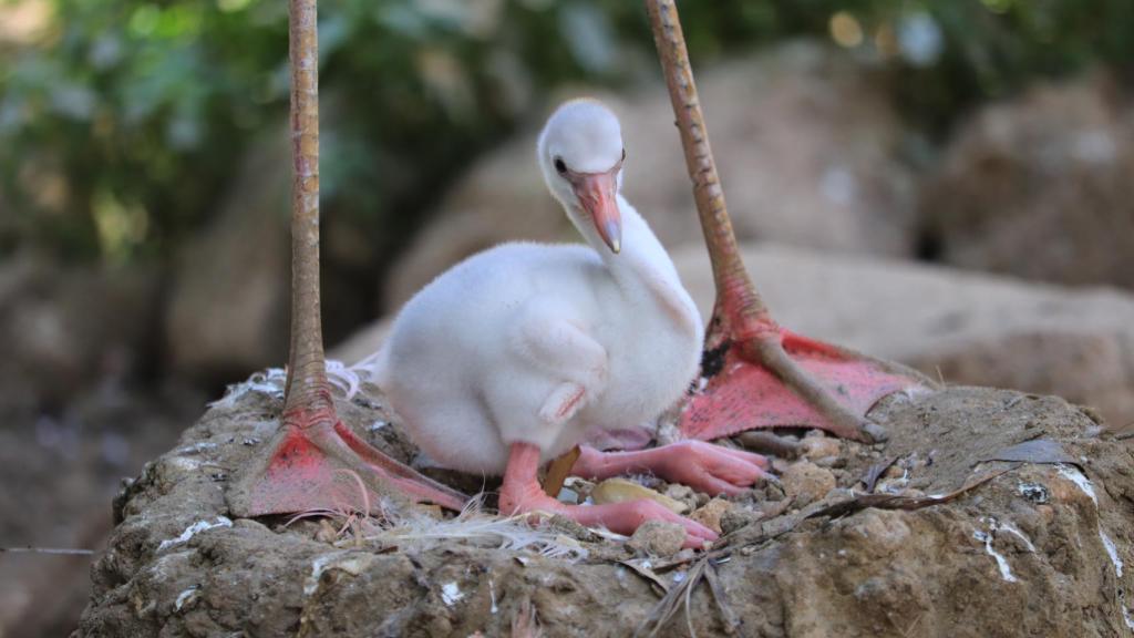 Un bebé flamenco se une a la familia de 'Mundomar' tras 27 años desde el último nacimiento