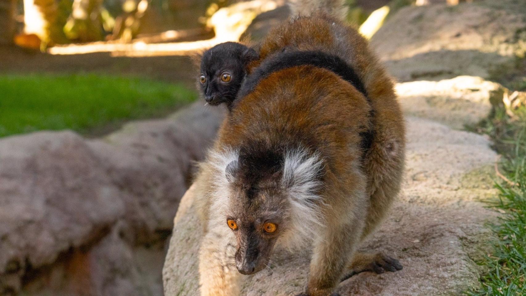 Cria lemur negro en Bioparc Fuengirola.