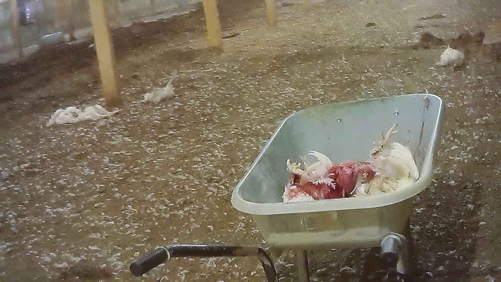 Cuerpos de pollos fallecidos en la macrogranja de Lincolnshire, Reino Unido.
