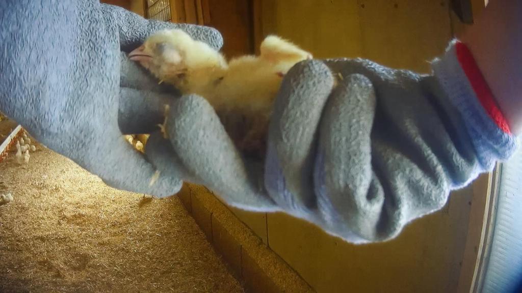 Un pollo moribundo en la granja de Lincolnshire, en el Reino Unido.