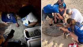 Dos tortugas marinas ponen huevos en menos de 48 horas en playas de la Comunidad Valenciana