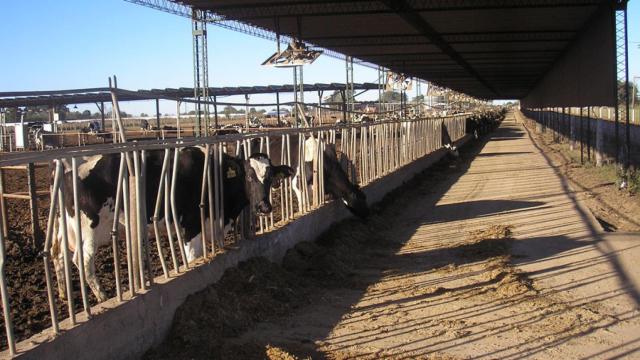 Una explotación de vacuno de leche