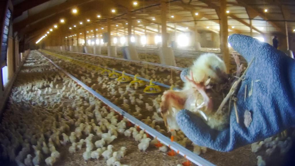 Un pollo moribundo con un ala herida en la granja de Lincolnshire, en Reino Unido.