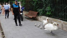 Imagen de los animales escoltados por la Policía Municipal de Valladolid