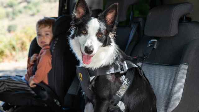 Esta es la única forma de llevar a tu perro de forma segura en el coche