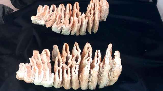 Restos de los molares de un Mammuthus troglontheri encontrados en El Provencio (Cuenca)