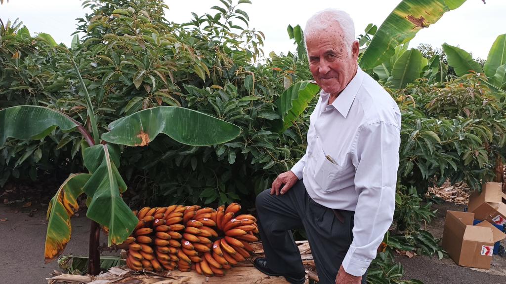 Víctor Galán, el ingeniero agrónomo que introdujo en 1984 el plátano rojo en España.