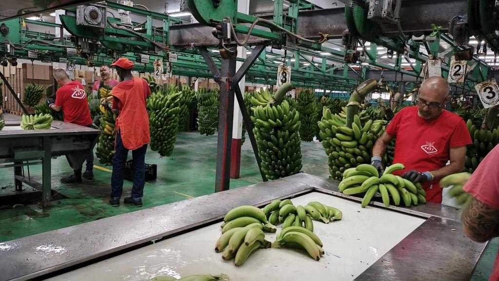 Un grupo de trabajadores de la Fast, procesando a mano los plátanos de Canarias.