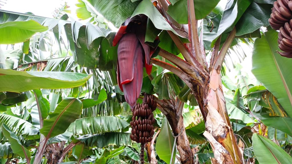 Una piña de plátano rojo cuelga de la platanera. A su lado, otra que aún no ha abierto.