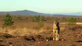 Una loba en la Sierra de la Culebra